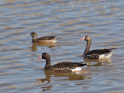 IMG_9118 Greater white-fronted geese.jpg