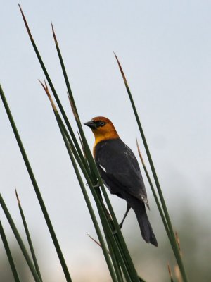 IMG_6811b Yellow-headed Blackbird.jpg