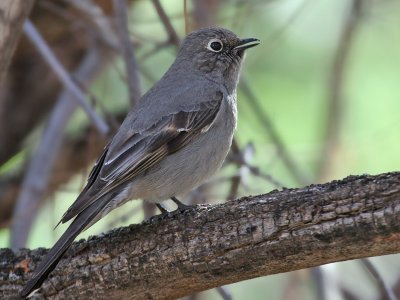 IMG_1987 Townsend's Solitaire.jpg