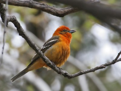 IMG_4284 Flame-colored Tanager.jpg