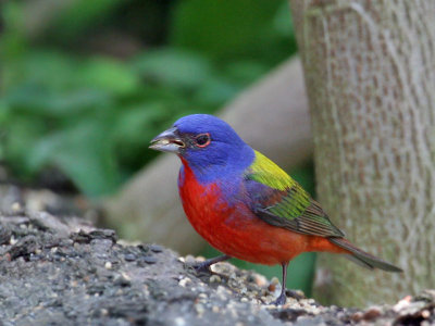 IMG_6323 Painted Bunting.jpg