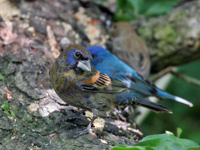 IMG_6276 Blue Grosbeak.jpg