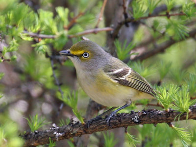 IMG_7823a White-eyed Vireo.jpg