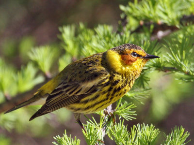 IMG_7958a Cape May Warbler.jpg