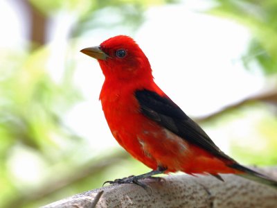 IMG_6729 Scarlet Tanager male.jpg
