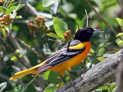 IMG_5286a Baltimore Oriole male.jpg