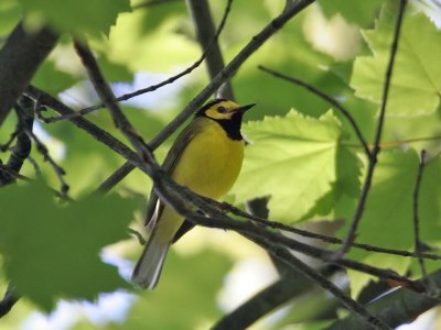 IMG_7582 Hooded Warbler.jpg