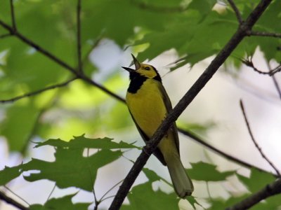 IMG_7616 Hooded Warbler.jpg