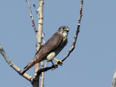 IMG_9084 Merlin.jpg