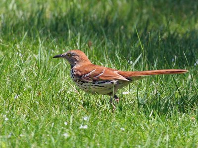 IMG_9222 Brown Thrasher.jpg