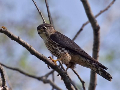 IMG_9185 Merlin male.jpg