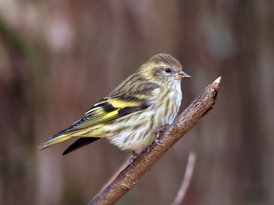 IMG_2481 Pine Siskin.jpg