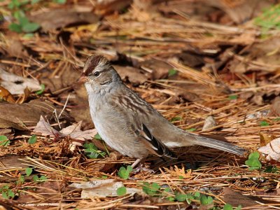 IMG_2087 White-crowned Sparrow.jpg