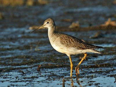 IMG_2930 Greater Yellowlegs.jpg