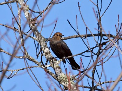 IMG_3045 Rusty Blackbird.jpg