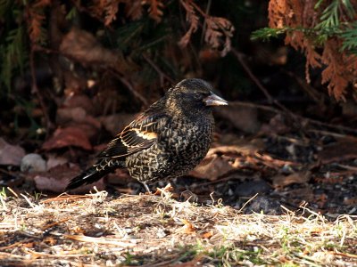 IMG_3364 Red-winged Blackbird.jpg