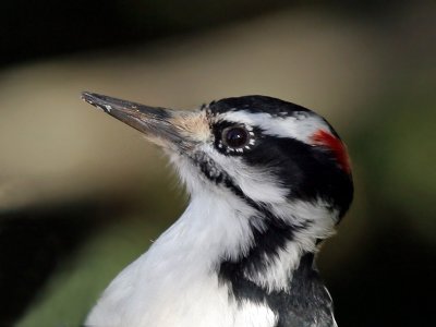 IMG_2613 Hairy  Woodpecker - male.jpg