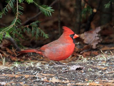 IMG_3573 Northern Cardinal.jpg