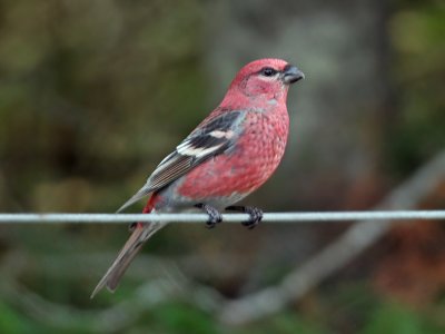 IMG_3500  Pine Grosbeak.jpg