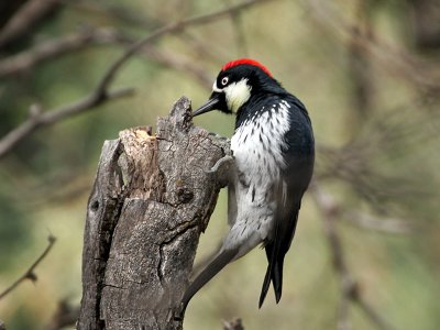 IMG_4489 Acorn Woodpecker.jpg