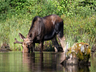 IMG_2242 Moose.jpg