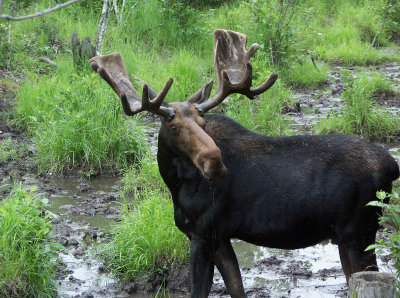 0016_Moose.jpg