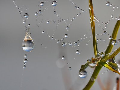 IMG_9617 Dew Drops.jpg