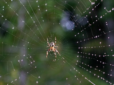 IMG_4030 Spider.jpg