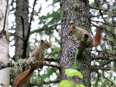 IMG_4962 Red Squirrels.jpg
