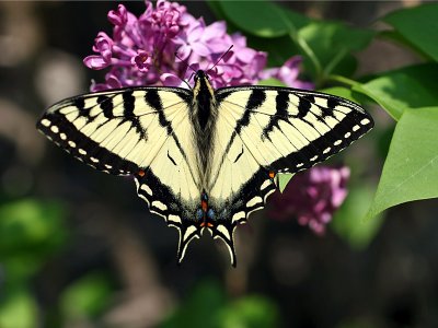 IMG_3980 Eastern Tiger Swallowtail.jpg