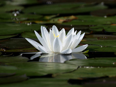 IMG_2488 Water Lily.jpg