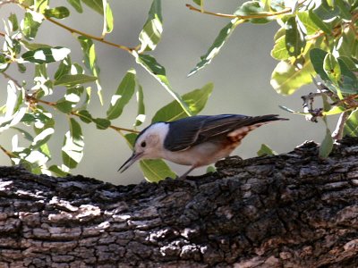 IMG_7995 White-breasted Nuthatch.jpg