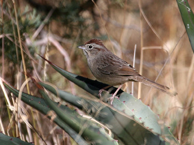 IMG_8032 Rufous-Crowned Sparrow.jpg