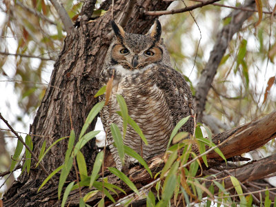 IMG_5649 Great-horned Owl.jpg