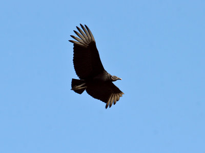 IMG_4162a Black Vulture.jpg