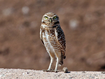 IMG_4447 Burrowing Owl.jpg