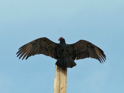 IMG_5117 Turkey Vulture.jpg
