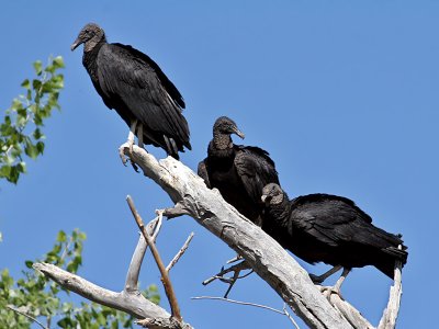 IMG_5781 Black Vultures.jpg