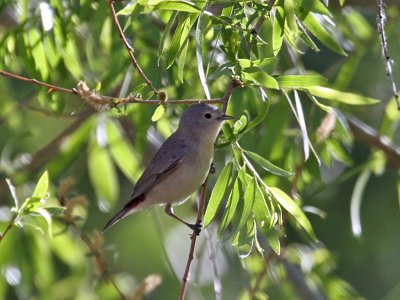 IMG_5570 Lucy's Warbler.jpg