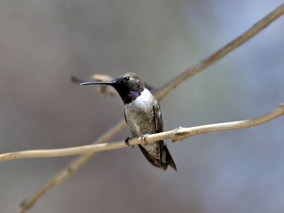 IMG_6713 Black-chinned Hummingbird.jpg