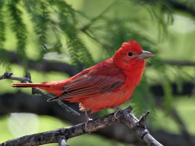 Orioles and Tanagers
