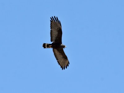 IMG_8461 Zone-tailed Hawk.jpg