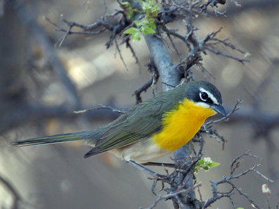 IMG_8659 Yellow-Breasted Chat.jpg