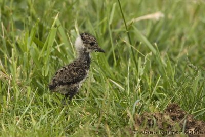 Kievit/Northern lapwing