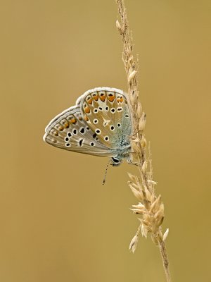 Icarusblauwtje/Polyommatus icarus