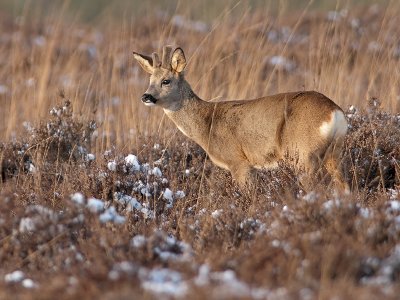 Ree/Roe deer