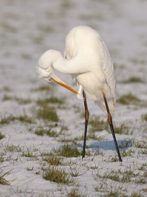 Grote zilverreiger/Great white heron