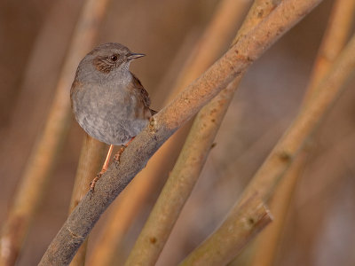 Heggenmus/Dunnock