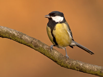 Koolmees/Great tit