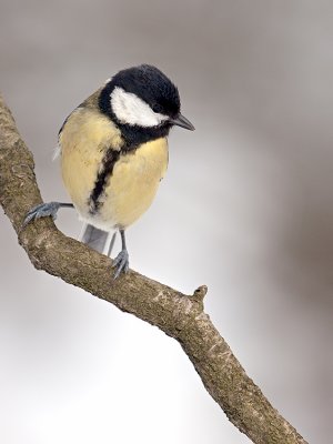 Koolmees/Great tit